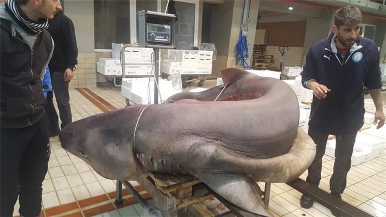 Giant 330kg shark caught in Kavala, Macedonia (photo