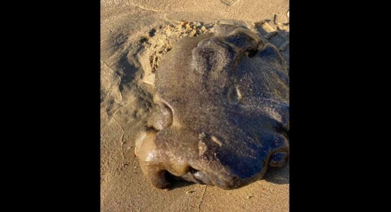Mysterious ‘Alien’ blob creature washes up on Australian beach
