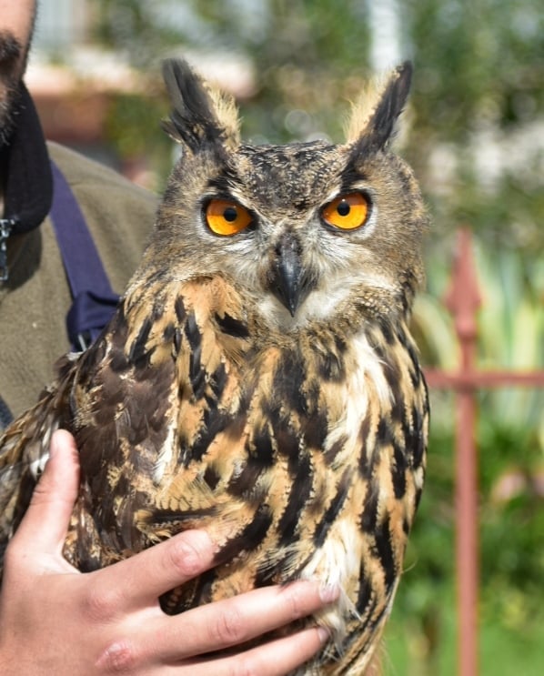 Collection 92+ Pictures What Is The Largest Owl In North America Latest