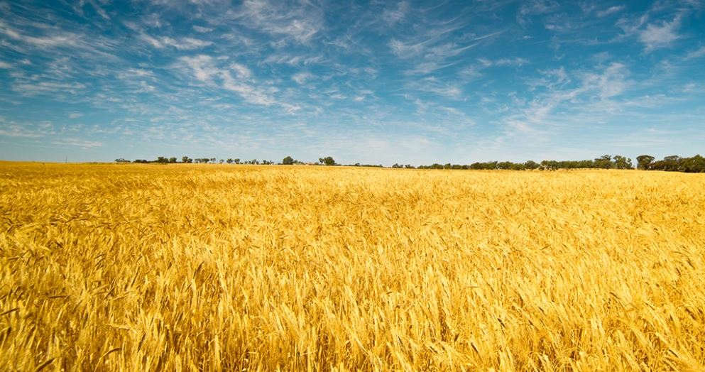 Russia And Ukraine Agree On Export Of Grain 