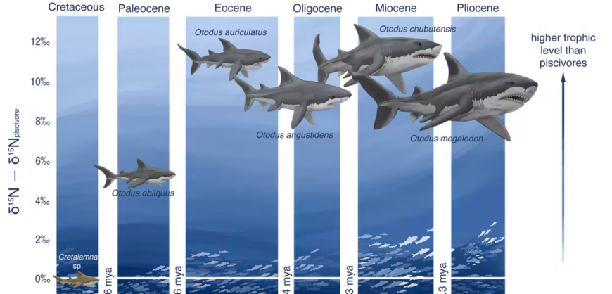 Megalodon sharks ruled the oceans millions of years ago – new
