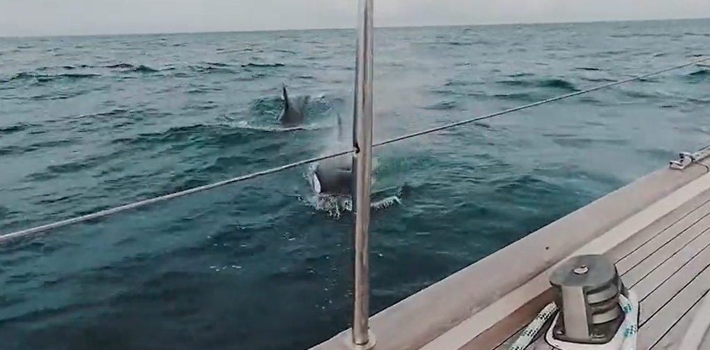 orca whales sink yacht
