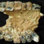 Τα απολιθώματα στην Ελλάδα υποδηλώνουν ότι οι πρόγονοι του ανθρώπου εξελίχθηκαν στην Ευρώπη και όχι στην Αφρική