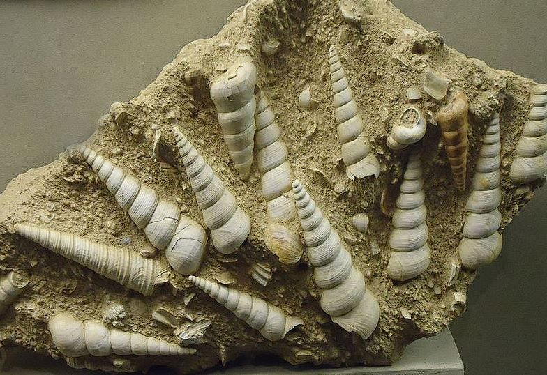 462 millionyearold fossilized eyes and brains uncovered in ‘secret