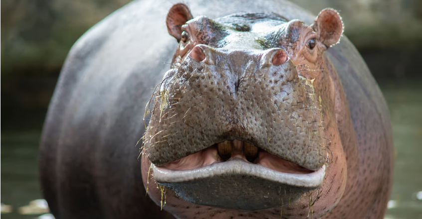 Billionaire’s Son Steps In to Save Colombia’s Cocaine Hippos