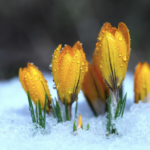 Spring came too early this year and that’s not good – The effects of the short winter