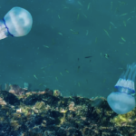 Alarm in Rhodes with the jellyfish reaching 1 meter in diameter – What to do if you get stung