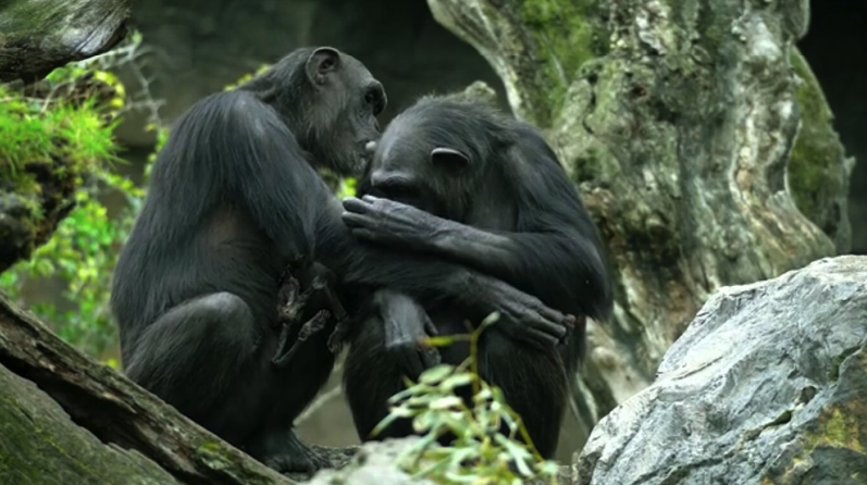 Video Chimp Moving video: Chimpanzee at Valencia Zoo carries her dead baby for ...