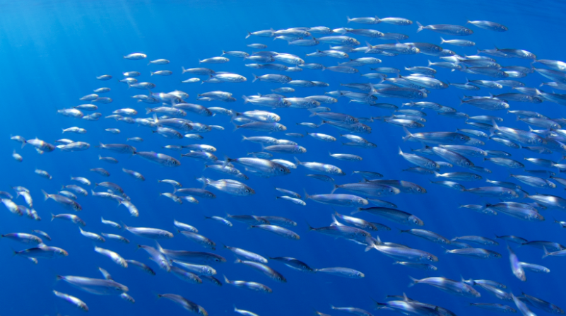 Fish Are Rising Fish – Climate Refugees Due to Rising Water Temperatures - ProtoThema ...