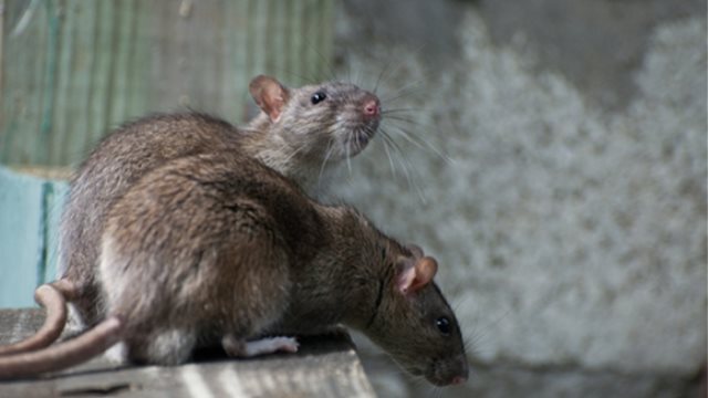 Crete: Many dead rats in the port of Heraklion - ProtoThema English