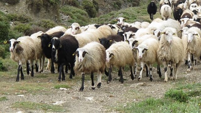 OPEKEPE Inspection team reports threats from livestock farmers in Crete ...