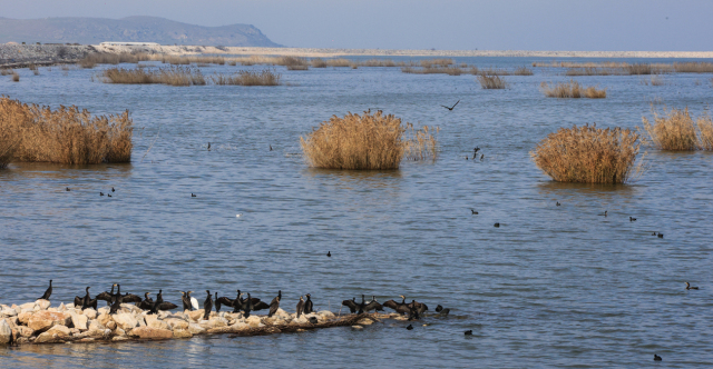 PASOK member testifies on OPEKEPE: The declaration reception centre, the land in Lake Karla and the Giannitsa network