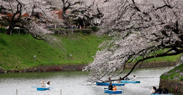 Cherry trees blossom in Tokyo, crowds enjoy the pink landscape