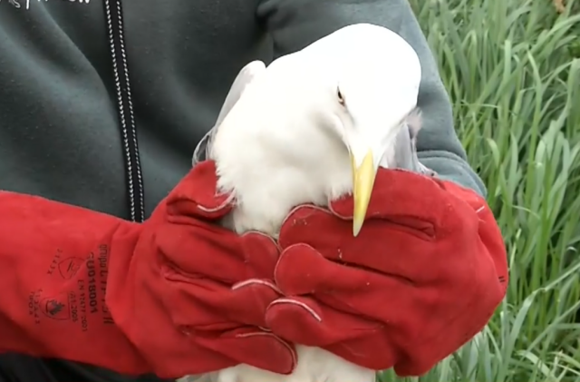 EMAK rescuer dived into the Thermi dam in Thessaloniki to save a seagull entangled in a meter of string