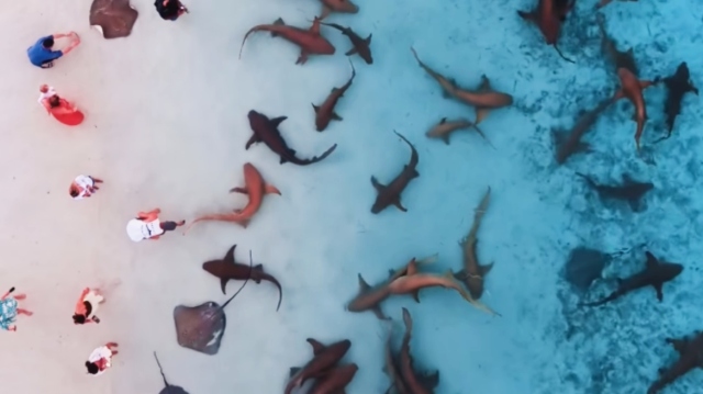 Impressive video from the Maldives: Sharks swim in shallow water and visitors watch from a distance