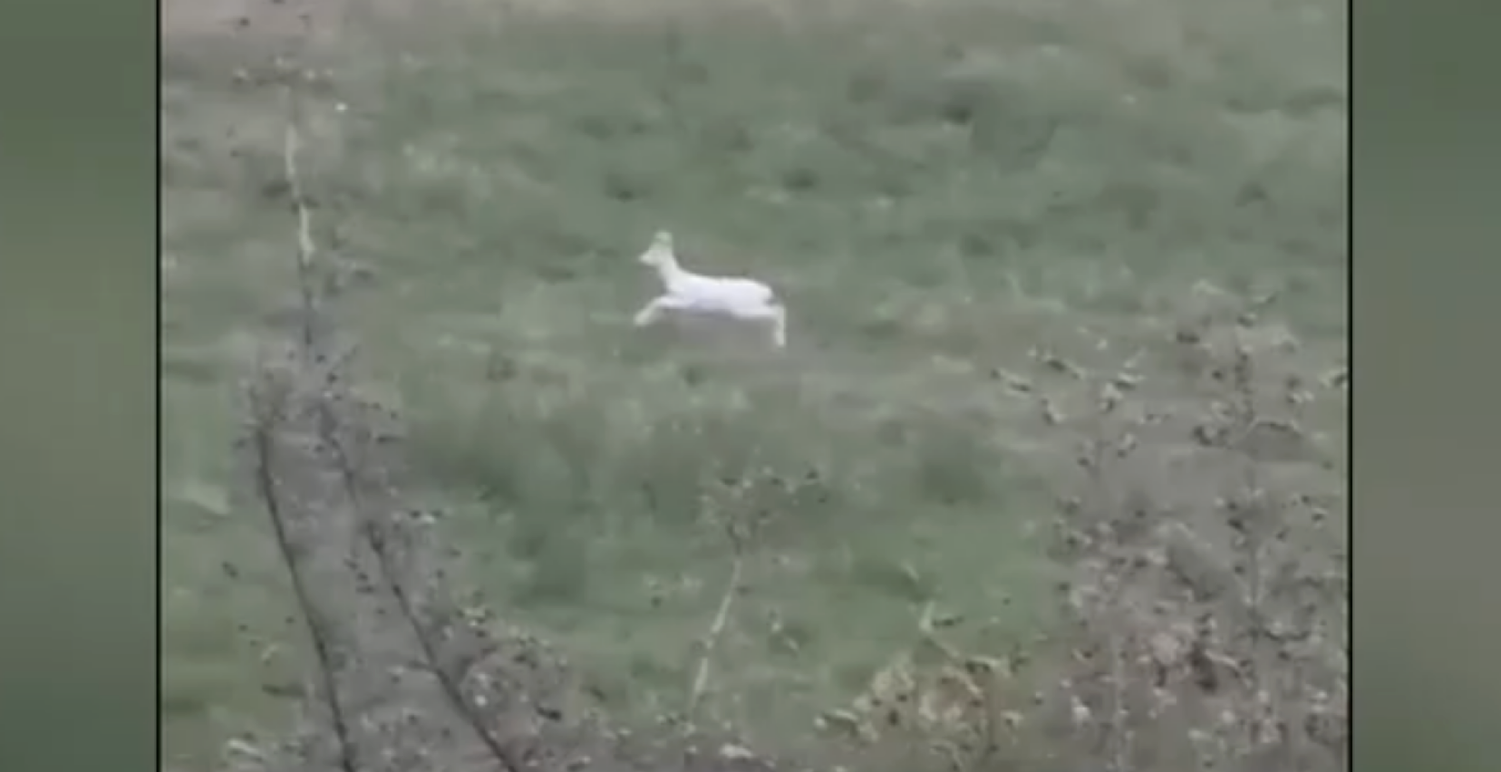 Rare albino roe deer spotted in Imathia, watch video