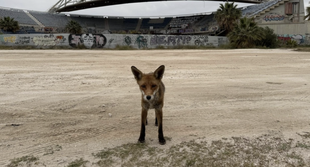 A fox went for a “stroll” in Palaio Faliro, even climbed onto a car windshield — watch video