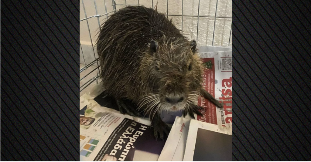 Freshwater coypu spotted on Epanomi beach — watch video
