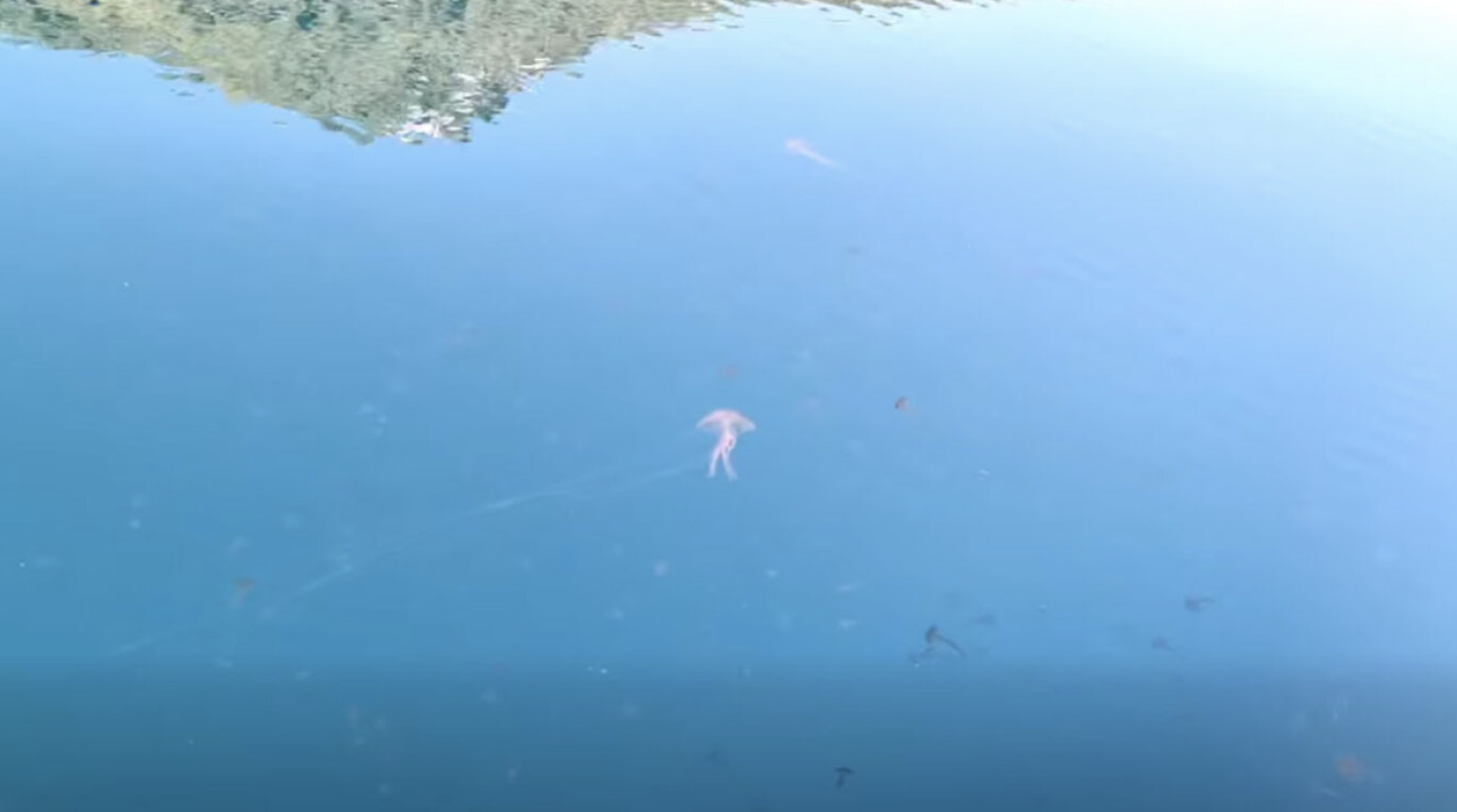 Brown and purple jellyfish fill the Euboean Gulf — video shows hundreds along the coast