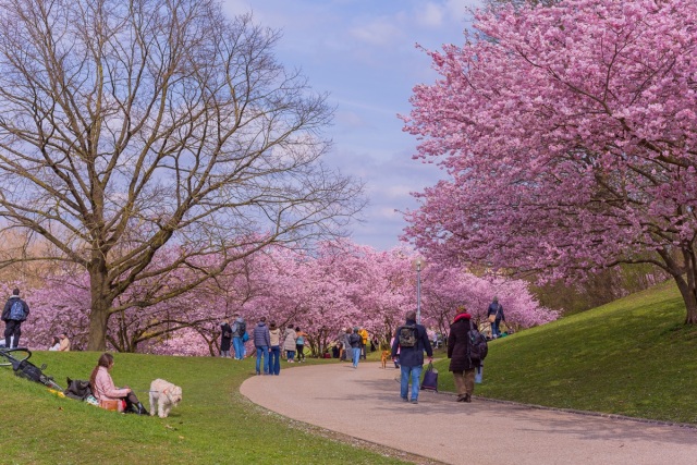 Climate change is extending pollen season in Europe and worsening symptoms for millions, new study finds