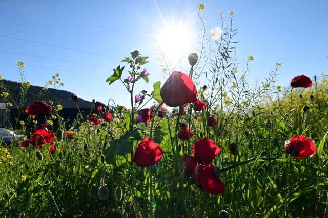 Weather: Local showers and temperature drop until Good Friday – rise on Easter Sunday