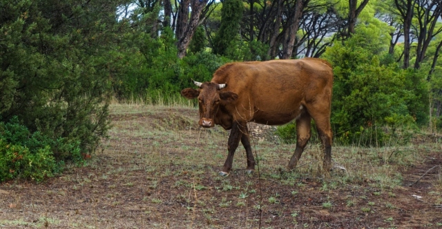 Lesvos livestock farmers: “No” to mass culling due to foot-and-mouth disease, immediate vaccination program demanded