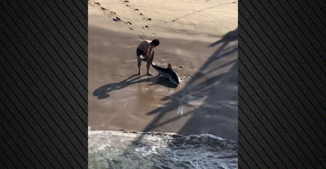 The shocking moment a 20-year-old fisherman saves a great white shark that had become entangled in his line in California