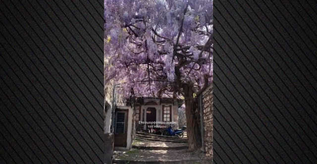 Greece’s purple alley that has enchanted visitors