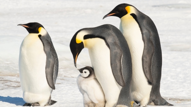 The imperial penguin is officially listed as an “endangered” species: Its population will be halved by the 2080s