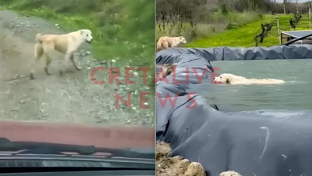 Watch video: The dog traveled 1 km and led the man to rescue her puppy that had fallen into a water tank