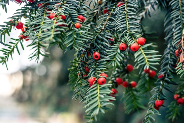 From the Greek mountains to anti-cancer medication: What a study of the Aristotle University of Thessaloniki shows about itamos