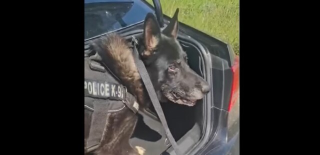 Police dog uncovers over one kilo of cocaine in a car trunk in Thessaloniki – watch video