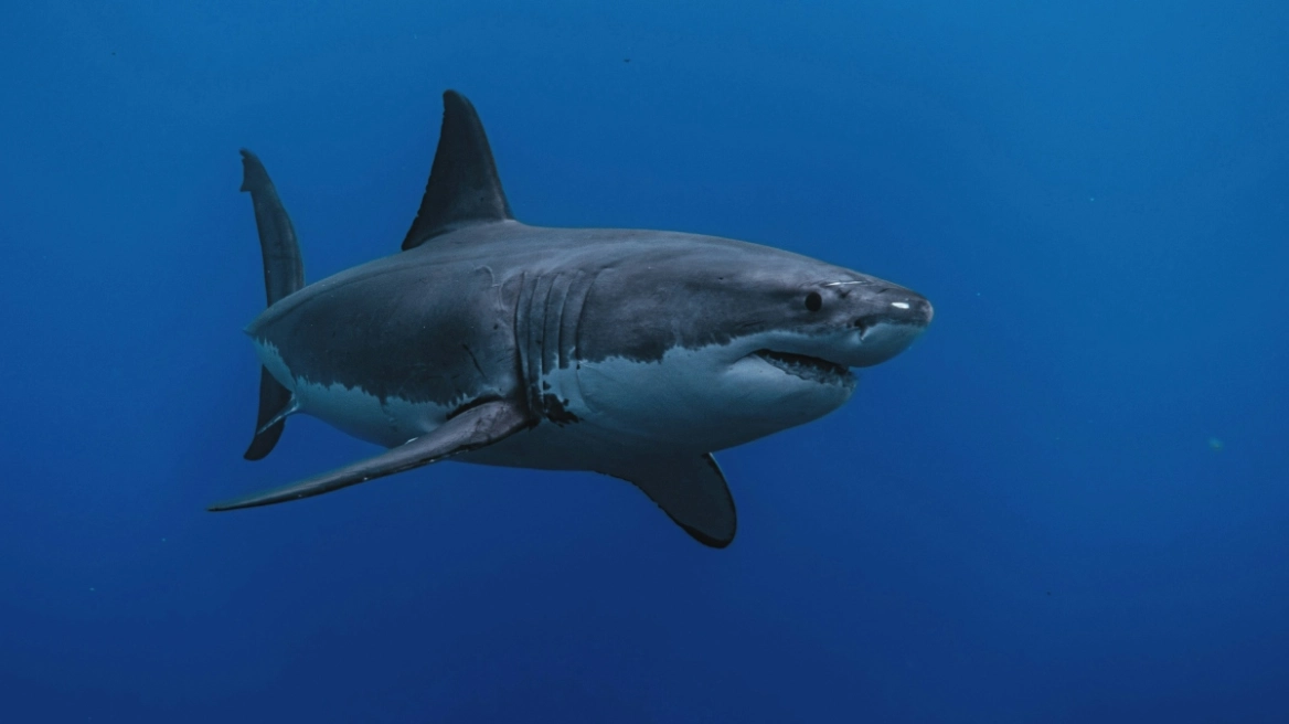 9-million-year-old shark fossil found intact, has sword-like teeth and is an ancestor of the great white