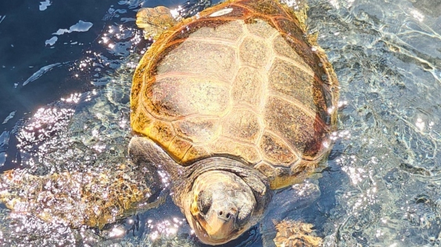 The sea turtle “Capella” has returned to its natural habitat It was found injured with a severe blow to the head