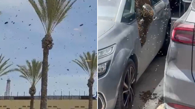 Huge swarm of bees invades a city in southern Israel – watch video