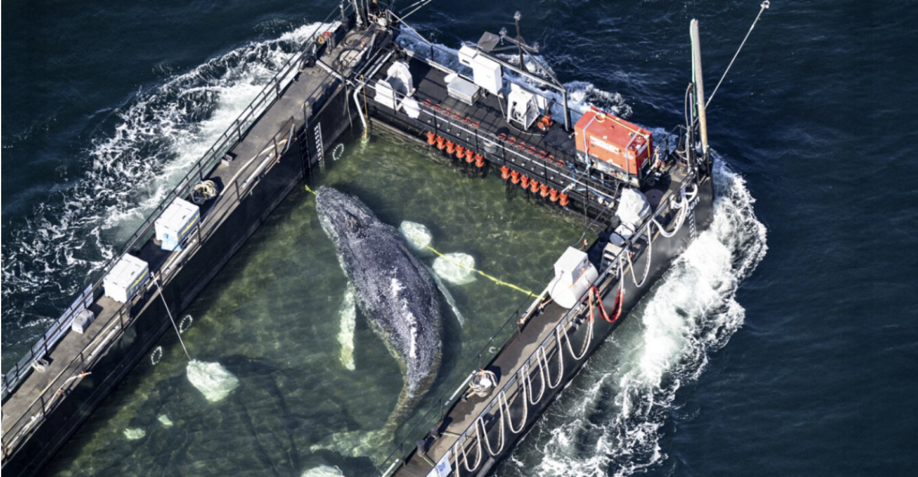 Thriller over the whale “Timmy”: Experts fear it has died despite €1.5 million rescue operation