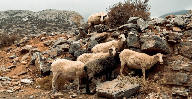 €3.6 million in compensation for 226 livestock farmers over sheep and goat pox outbreak
