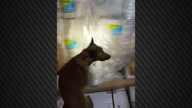 1.7 million euros would be made by the circuit from the half ton of skunk found in Igoumenitsa