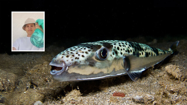 A 15-year-old catches 158 toxic pufferfish and wins first prize in the ...