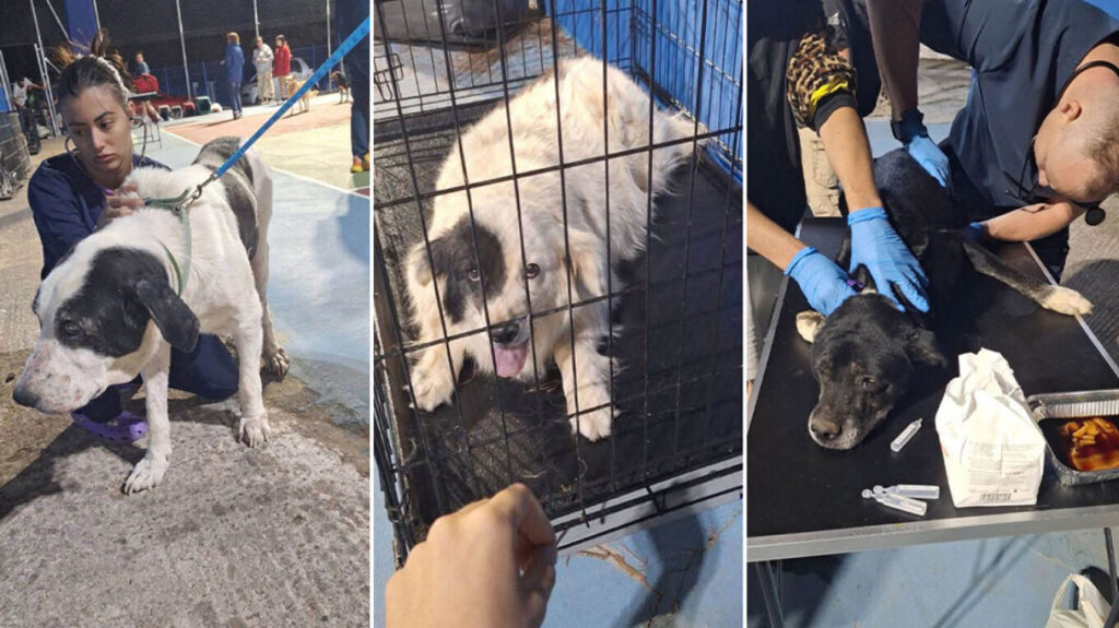 More than 280 animals rescued in devastating Attica and Boeotia wildfires, 131 reunited with their families