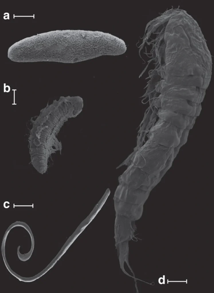 The “devil’s worm” that lives 1.3 kilometers beneath the Earth and changes what we knew about life: “Humans do not rule the world”